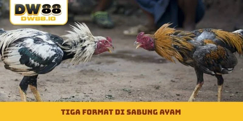 Tiga format di sabung ayam