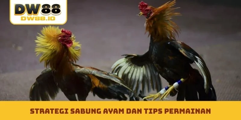 Strategi sabung ayam dan tips permainan
