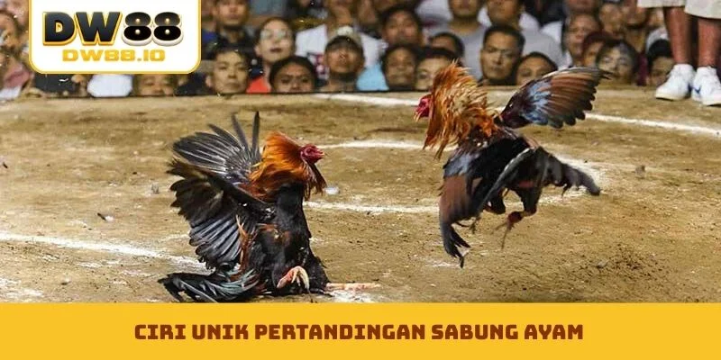 Ciri unik pertandingan sabung ayam