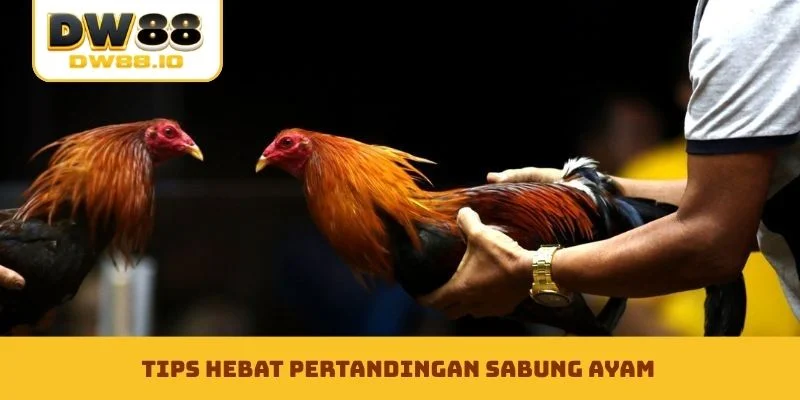 Tips hebat pertandingan sabung ayam