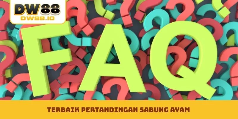 Terbaik pertandingan sabung ayam