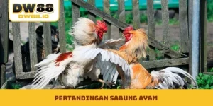 Pertandingan sabung ayam