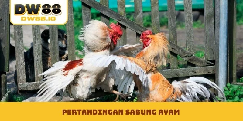 Pertandingan sabung ayam