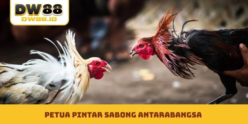 Petua pintar Sabong Antarabangsa