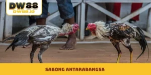 Sabong Antarabangsa