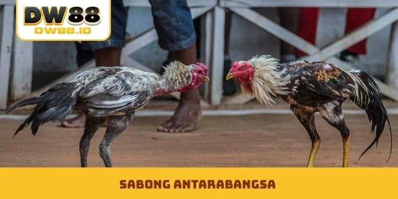 Sabong Antarabangsa